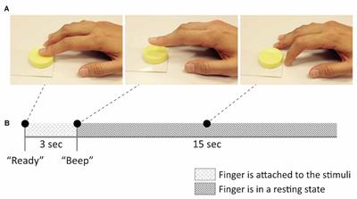 Human Brain Activity Related to the Tactile Perception of Stickiness